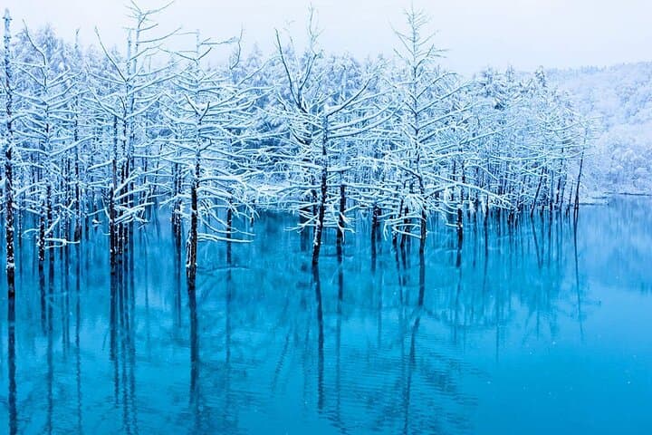Hokkaido Day Trip: Asahiyama Zoo, Biei Christmas Tree & Shirogane Blue Pond photo 6