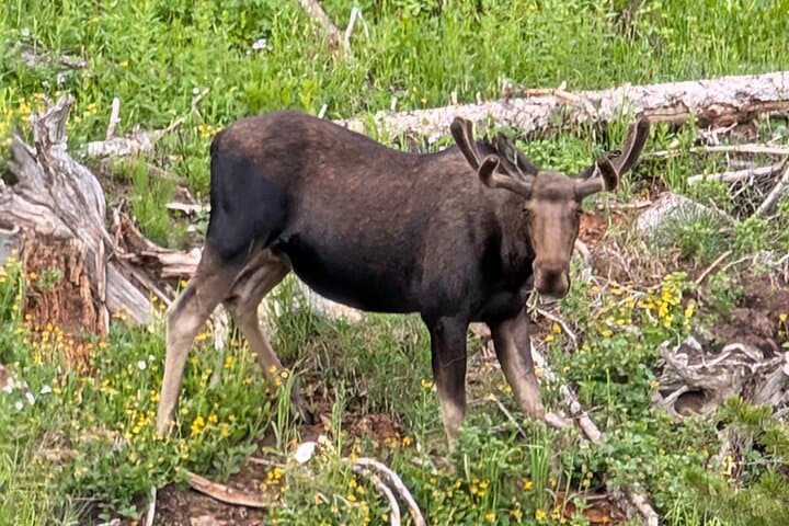UTV Wilderness Adventure in the Uinta Mountains — Park City Off‑Road Tour photo 3