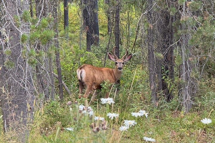UTV Wilderness Adventure in the Uinta Mountains — Park City Off‑Road Tour photo 4