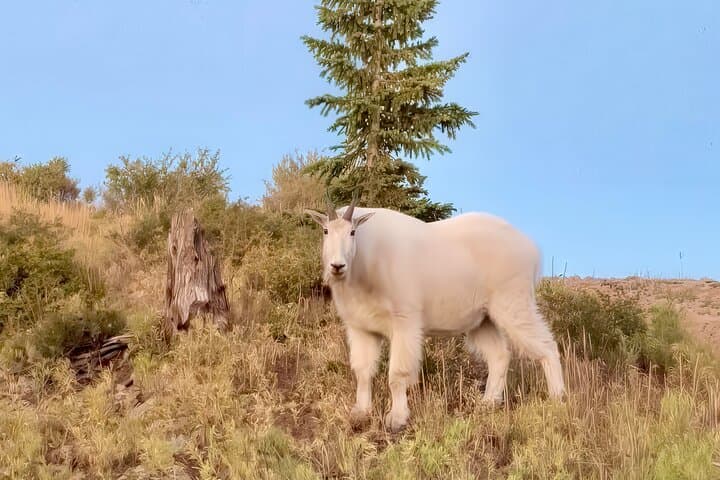 UTV Wilderness Adventure in the Uinta Mountains — Park City Off‑Road Tour photo 2