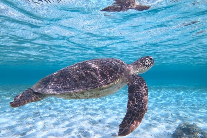 Miyakojima Sea Turtle & Clownfish Snorkel — High-Encounter Guided Tour photo 3