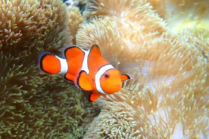 Miyakojima Sea Turtle & Clownfish Snorkel — High-Encounter Guided Tour photo 4