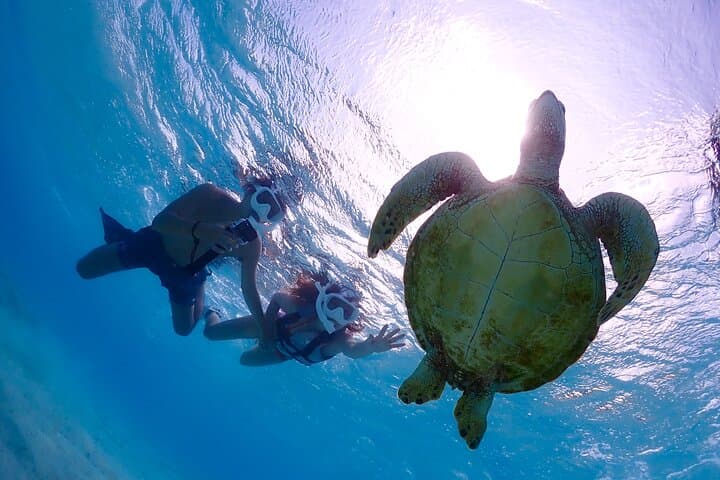Miyakojima Sea Turtle & Clownfish Snorkel — High-Encounter Guided Tour