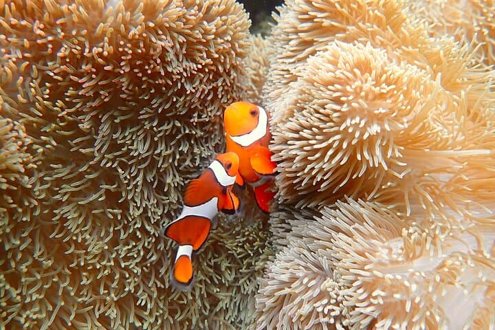 Miyakojima Private VIP Snorkel: Nemo, Sea Turtles & Drone Photos photo 6