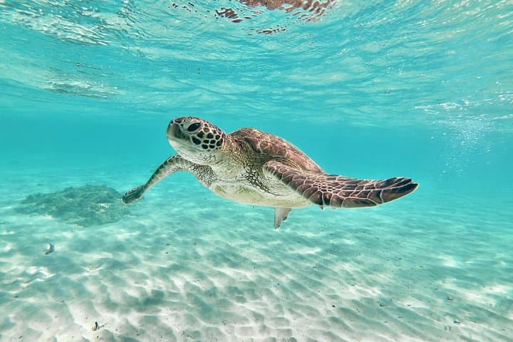 Miyakojima SUP and Sea Turtle Snorkel — Family-Friendly Standard Plan photo 5