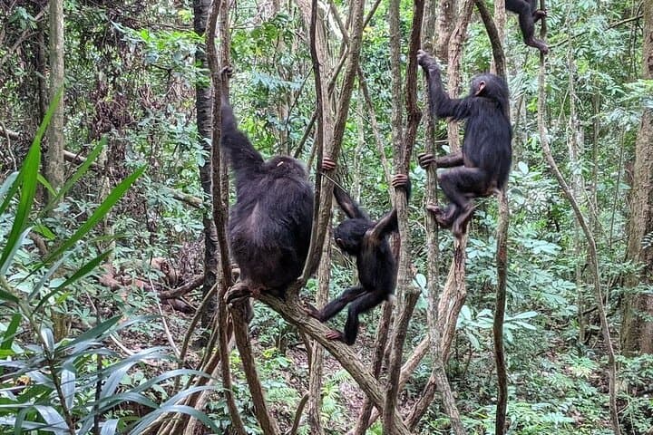 Gombe Chimpanzee Trek & Livingstone History: 4-Day Safari from Kigoma photo 2