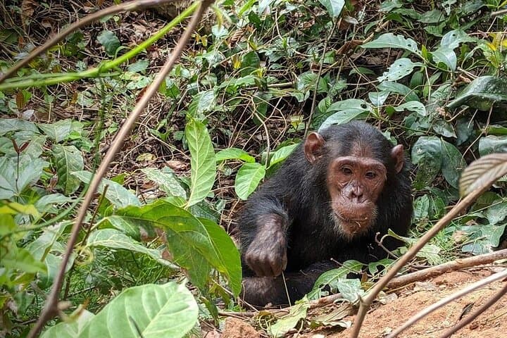 Gombe Chimpanzee Trek & Livingstone History: 4-Day Safari from Kigoma photo 3