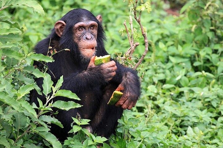 Gombe Chimpanzee Trek & Livingstone History: 4-Day Safari from Kigoma