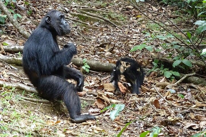 Gombe Chimpanzee Trek & Livingstone History: 4-Day Safari from Kigoma photo 4