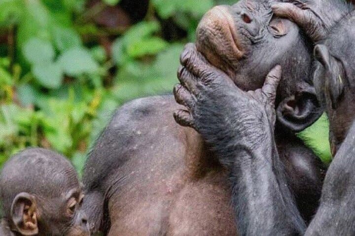 Gombe Chimpanzee Trek & Livingstone History: 4-Day Safari from Kigoma photo 5
