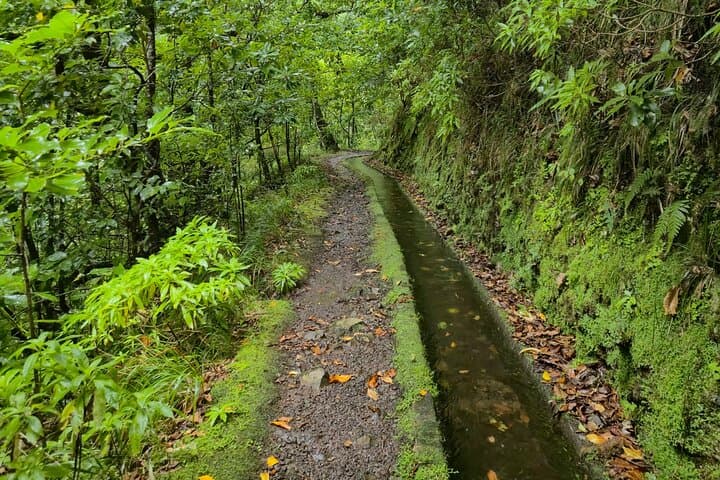 Levada dos Tornos Hiking Adventure: Full-Day Guided Levada Walk in Madeira