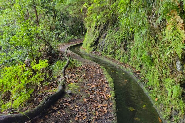 Levada dos Tornos Hiking Adventure: Full-Day Guided Levada Walk in Madeira photo 6