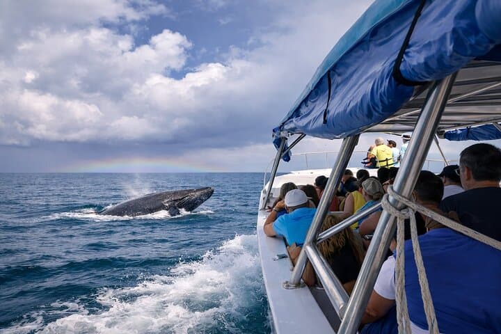 Samana Whale Watching, El Limón Waterfall & Cayo Levantado Day Tour