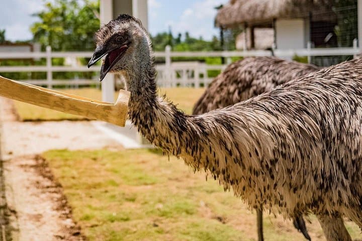 Bayahibe Eco Park Adventure: Farm Animals, River Rafting & Hilltop Views photo 1