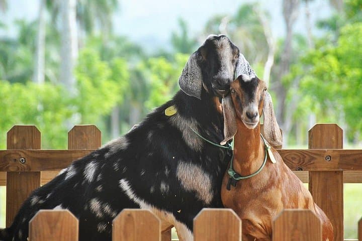 Bayahibe Eco Park Adventure: Farm Animals, River Rafting & Hilltop Views photo 2