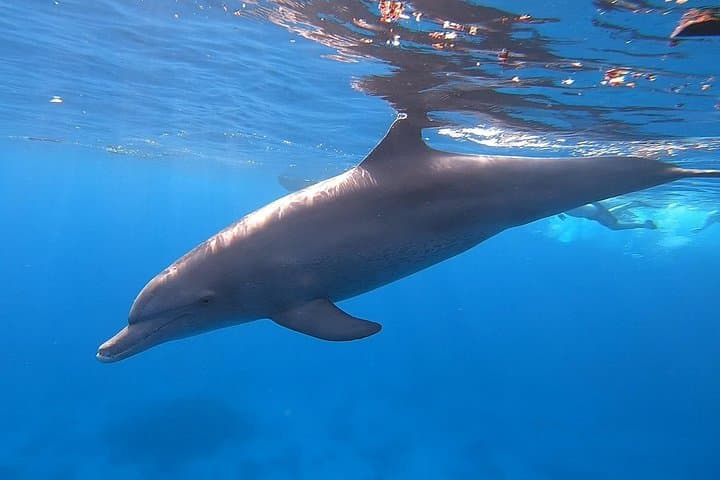 Dolphin House Snorkeling Trip from Hurghada with Lunch - Red Sea Day Cruise photo 1