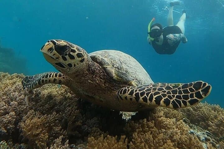 Private Snorkeling Trip to the Three Gili Islands from Lombok