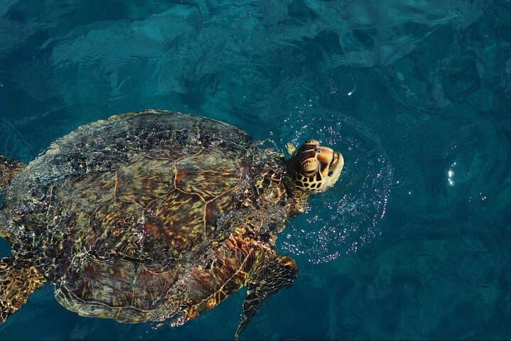 Waikiki Turtle Canyon Snorkel: 90-Minute Catamaran to Swim with Green Sea Turtles photo 3