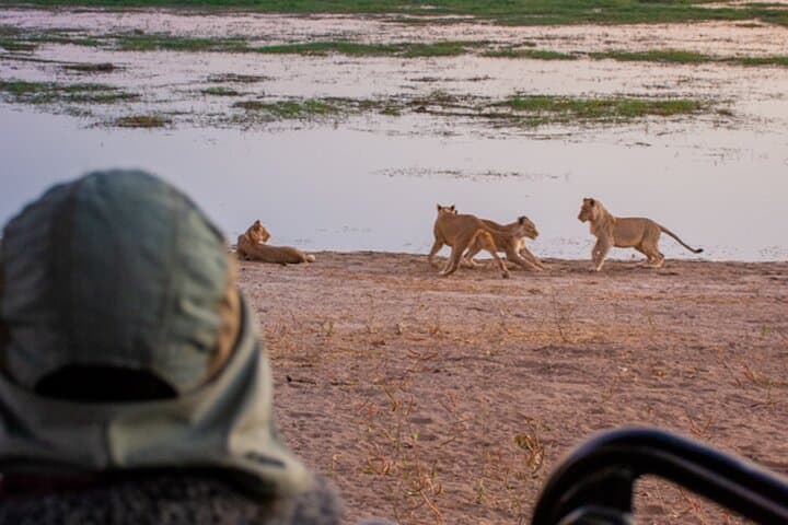 7-Day Luxury Safari: Chobe, Okavango Delta & Victoria Falls Adventure photo 2