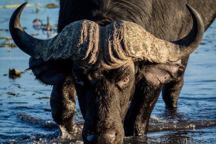 7-Day Luxury Safari: Chobe, Okavango Delta & Victoria Falls Adventure photo 3