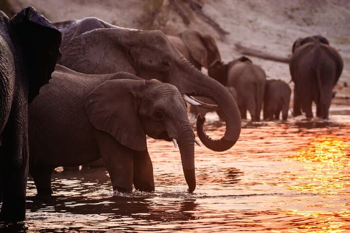 7-Day Luxury Safari: Chobe, Okavango Delta & Victoria Falls Adventure photo 4