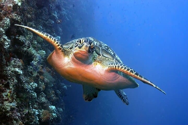 Maldives 3-Spot Snorkeling Adventure: Stingrays, Turtles & Reef Sharks