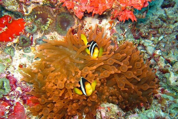 Maldives 3-Spot Snorkeling Adventure: Stingrays, Turtles & Reef Sharks photo 5