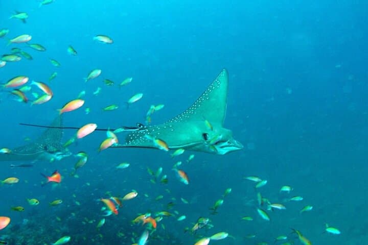 Maldives 3-Spot Snorkeling Adventure: Stingrays, Turtles & Reef Sharks photo 6