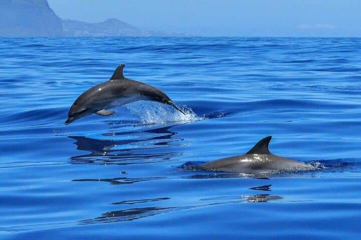 Sail Tavolara & Molara Marine Protected Area: Snorkel Molara's Pools and Enjoy an Aperitif photo 6