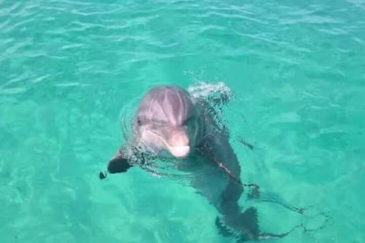 Snorkel with Dolphins and Explore Shell Island — 3-Hour Tour from Panama City Beach