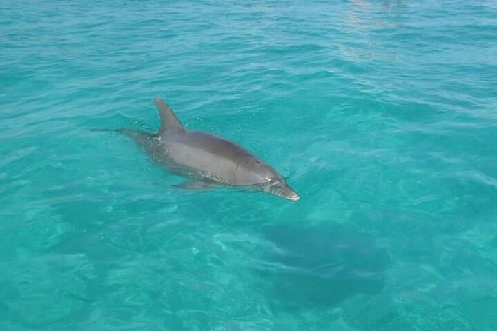 Snorkel with Dolphins and Explore Shell Island — 3-Hour Tour from Panama City Beach photo 3