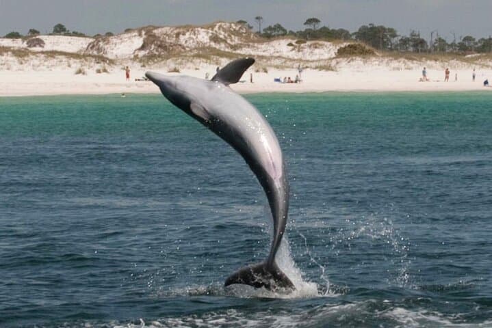 Snorkel with Dolphins and Explore Shell Island — 3-Hour Tour from Panama City Beach photo 5