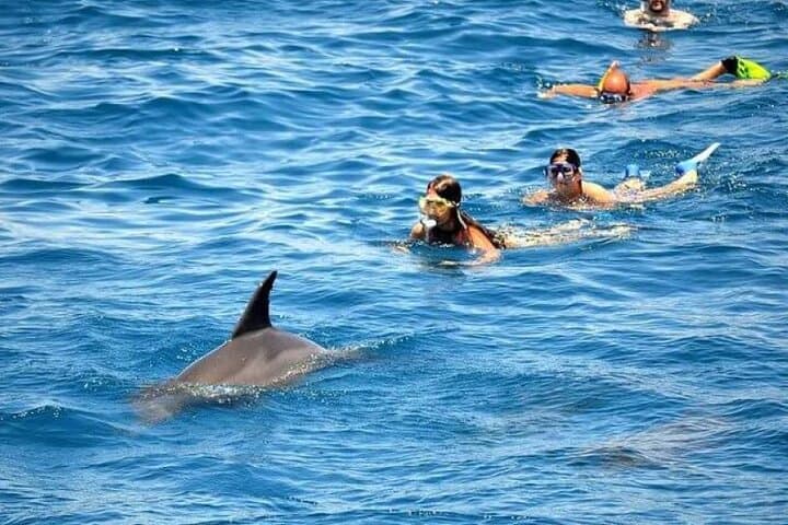 Dolphin House Snorkel Trip Hurghada: Wild Dolphins, Coral Reefs & Lunch photo 2