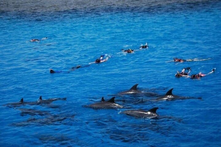 Dolphin House Snorkel Trip Hurghada: Wild Dolphins, Coral Reefs & Lunch photo 3