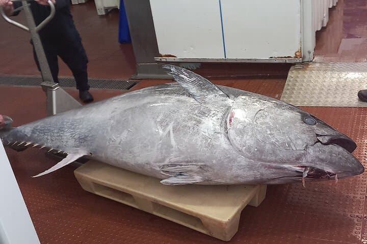 Azores Traditional Fishing: A Hands-On Day Aboard a 9m Boat photo 3