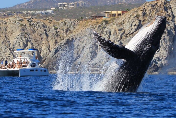 Cabo Catamaran Snorkel Cruise to Santa Maria Cove — 3-Hour Open-Bar Adventure photo 3