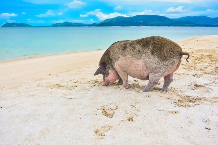 Private Speedboat Fishing & Pig Island Visit — Koh Tan and Koh Madsum from Koh Samui photo 3