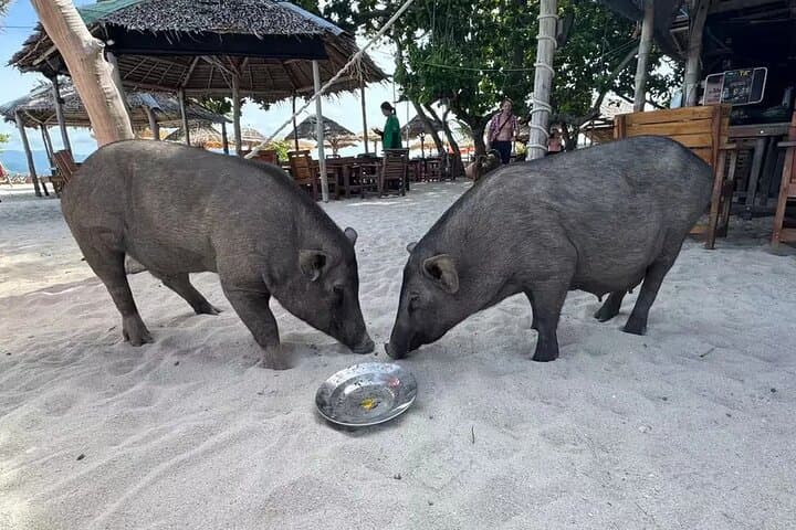 Private Speedboat Fishing & Pig Island Visit — Koh Tan and Koh Madsum from Koh Samui