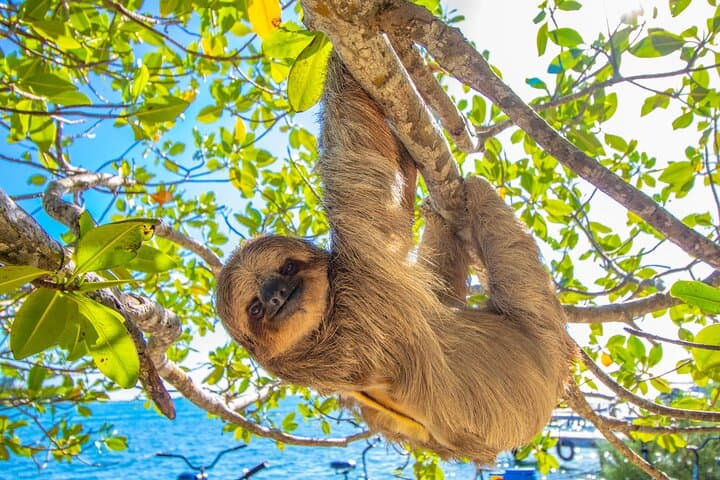 Private Roatán Wildlife Snorkeling & West Bay Beach Cruise photo 5