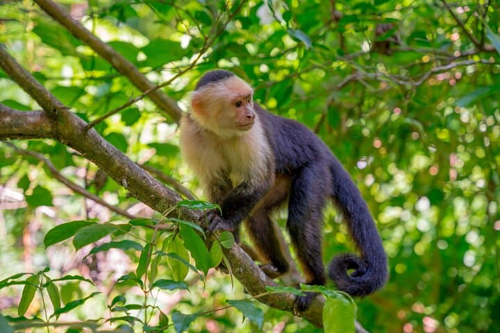 Private Roatán Wildlife Snorkeling & West Bay Beach Cruise