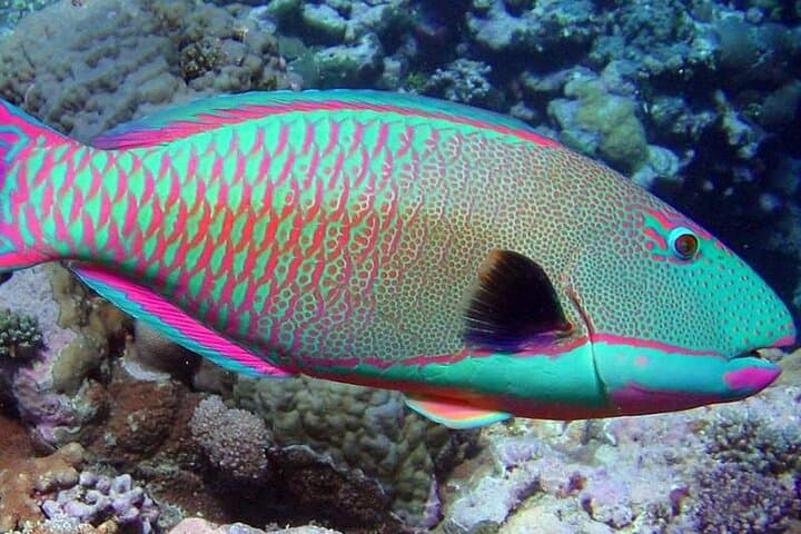 Blue Hole Snorkeling Adventure from Dahab — The Bells, Reef Tips & What to Expect photo 4