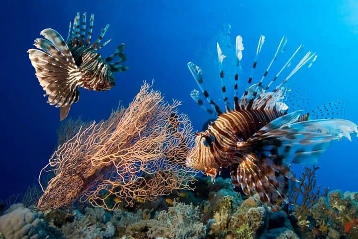 Blue Hole Snorkeling Adventure from Dahab — The Bells, Reef Tips & What to Expect photo 5