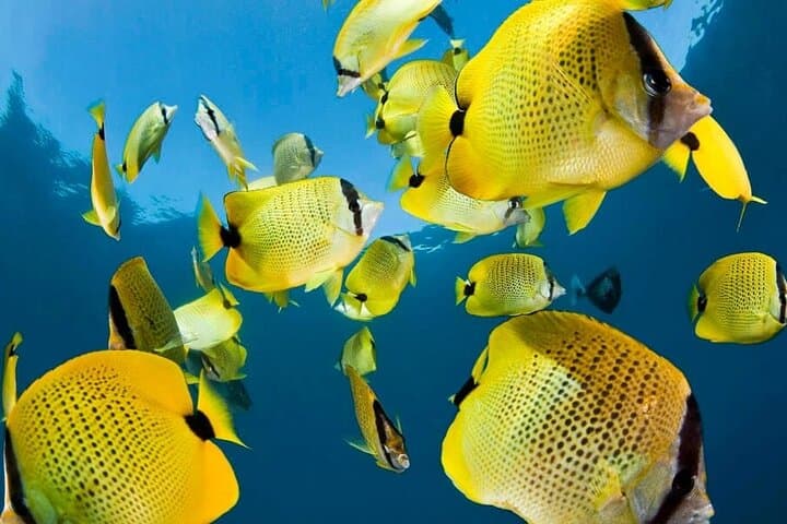 Blue Hole Snorkeling Adventure from Dahab — The Bells, Reef Tips & What to Expect photo 6