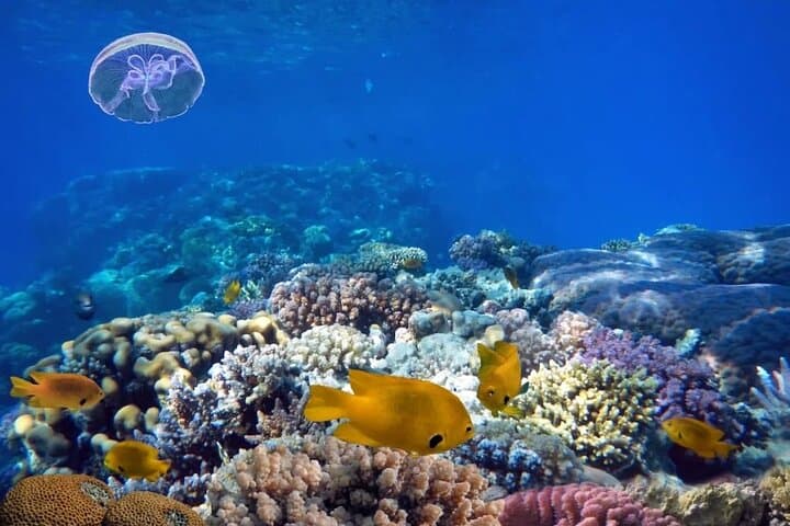 Blue Hole Snorkeling Adventure from Dahab — The Bells, Reef Tips & What to Expect