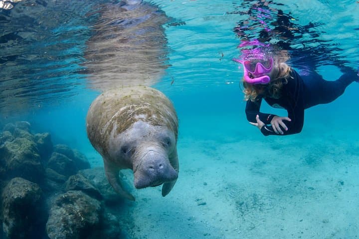 Private Manatee Snorkel Tour in Crystal River — Swim with Florida's Gentle Giants photo 1