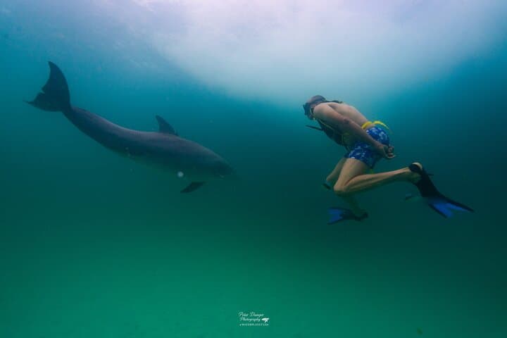 Swim with Dolphins and Snorkel Shell Island: 4-Hour Panama City Beach Adventure photo 1