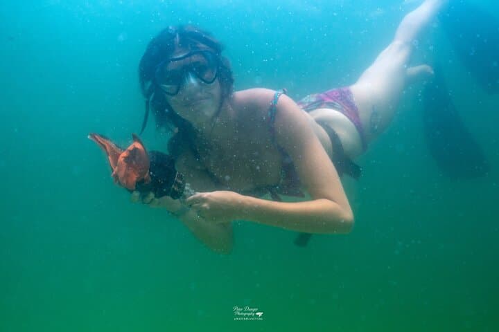 Swim with Dolphins and Snorkel Shell Island: 4-Hour Panama City Beach Adventure photo 2