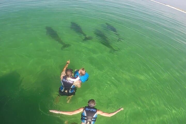 Swim with Dolphins and Snorkel Shell Island: 4-Hour Panama City Beach Adventure photo 3