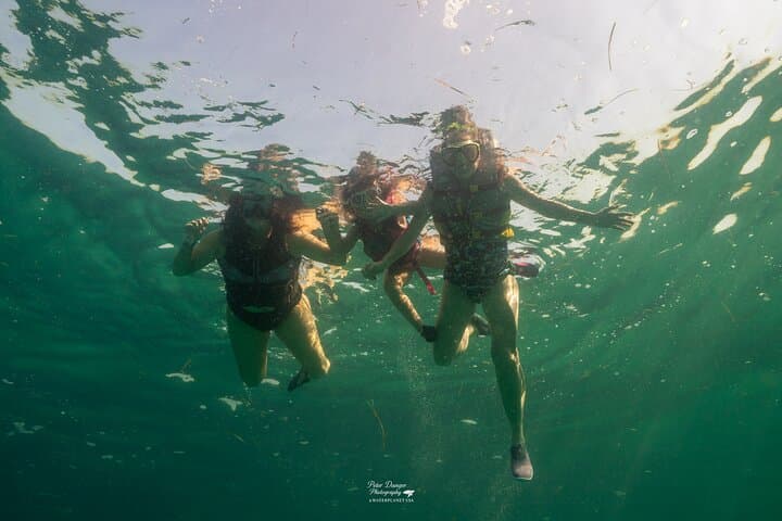Swim with Dolphins and Snorkel Shell Island: 4-Hour Panama City Beach Adventure photo 4