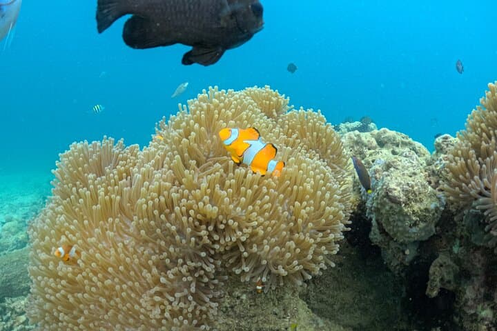Private Day Trip to Gili Nanggu, Kedis & Sudak — Snorkel Sekotong's Secret Gilis photo 4